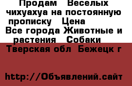 Продам.  Веселых чихуахуа на постоянную прописку › Цена ­ 8 000 - Все города Животные и растения » Собаки   . Тверская обл.,Бежецк г.